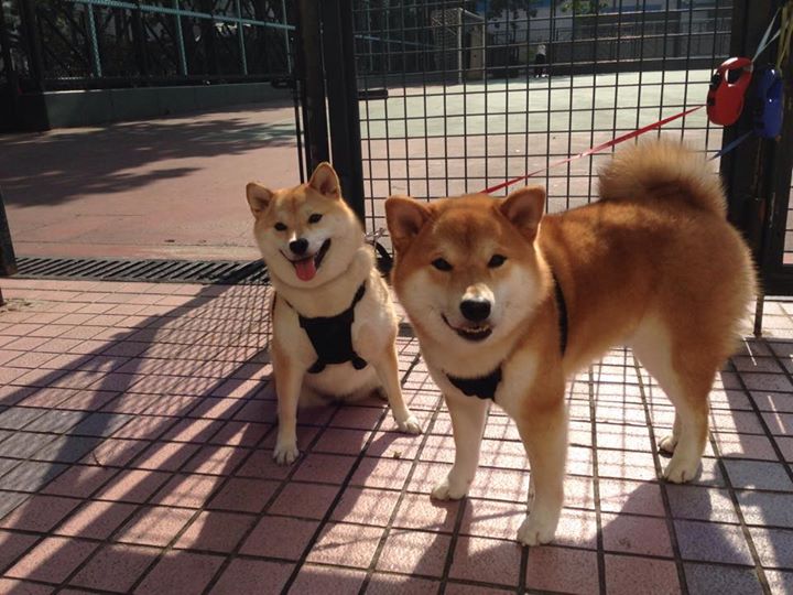 “亚戈·卡尔曼：阿根廷美洲狮队的无可替代的核心力量”